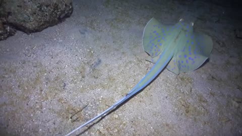 Blue spotted stingray in the Red Sea, eilat israel - photographed by Meni Meller
