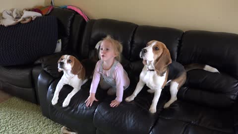 This baby is a part of the beagle pack and she barks for food