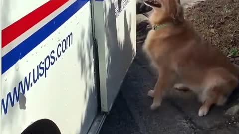 Mom Documents Pippin The Golden Retriever’s Obsession With The Mailman