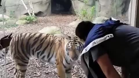 Don't look back(The tiger eats)!