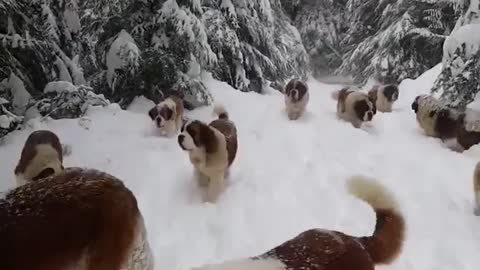 Dogs playing on the snow, Snow dogs, #Tibetian mastiff #PetsTv