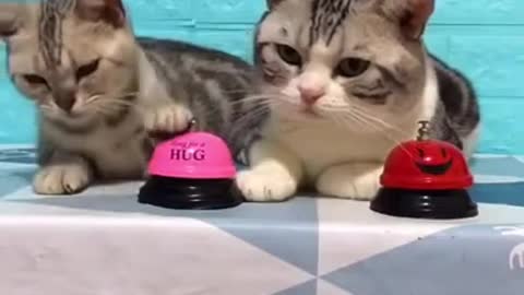 cute cats moments, funny cats