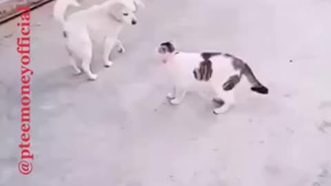 Acting Challenge Dog &cat