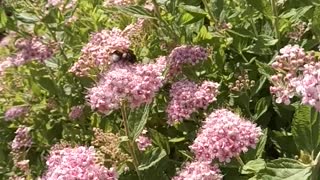 Bumblebee on a flower.