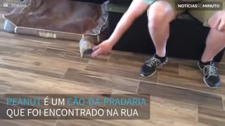 Conheça Peanut, o cão-da-pradaria mais fofo que você já viu!