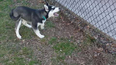 Husky puppy squeals in excitement upon owner's arrival