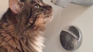 Cat licks dripping water