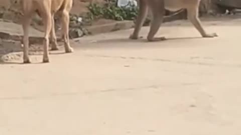 Funny video. Monkey fears dog