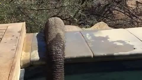 Elephant drink swimming pool water