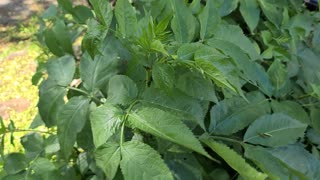 Green leaves plant of summer season Nature