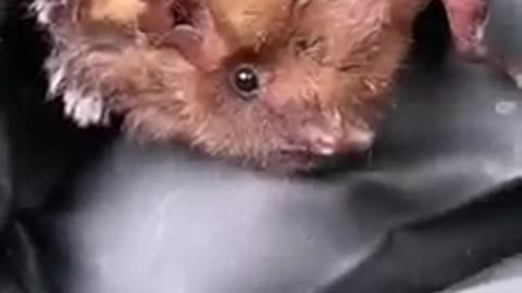 Seminole bats are drop-dead gorgeous. But they don’t want the attention