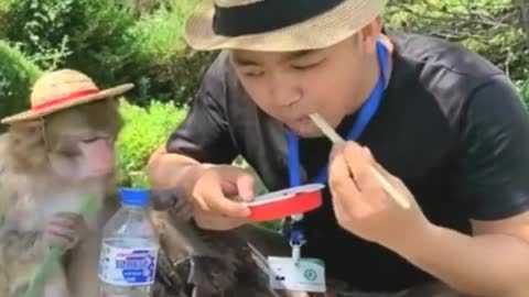 Funny Monkey enjoy eating onion leaf