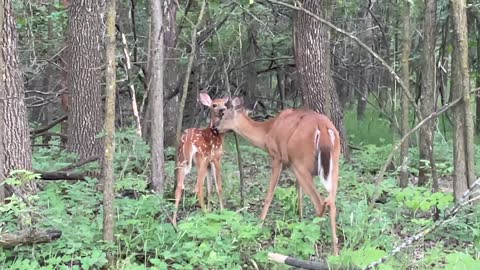 Mama deer is cleaning its bambi
