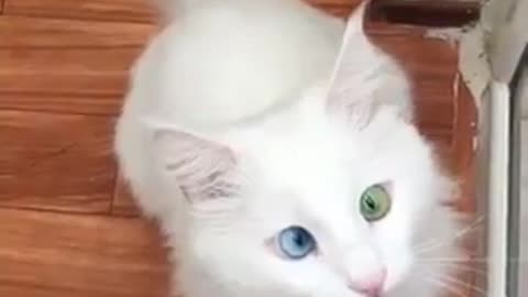 Beautiful cat