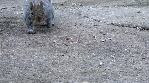 Squirrel Bites Finger By Mistake