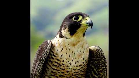 Peregrine Falcon All Sounds