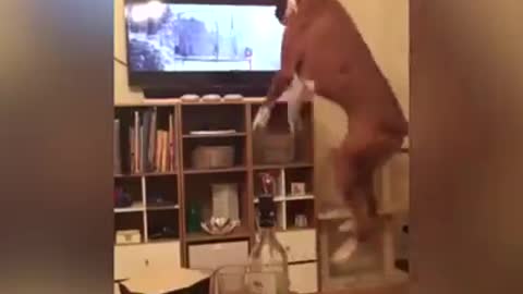 A dog imitates what he sees
