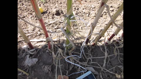 Rooting For You Green Corn Stalk Roots Sept 2022