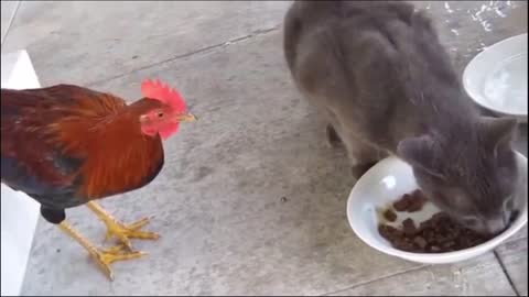 Stingy cat got annoyed by cock