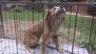 Abandoned Golden mix was so scared and now he needs your help.