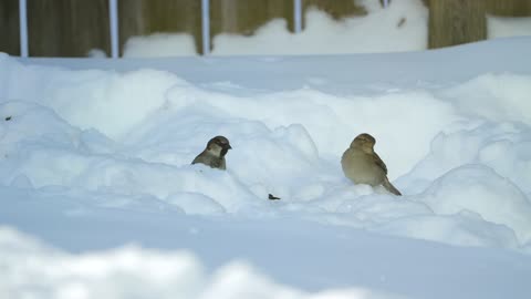 Sparrows Foraging in Snow