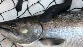 Sea Lamprey Attached to Caught King Salmon