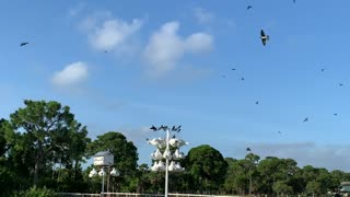 My Purple Martin colony