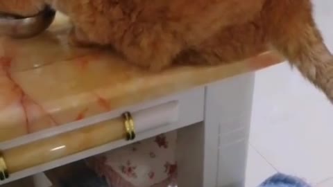 FunnyCatsToday，Funny Cat You Might Never See Before, part124