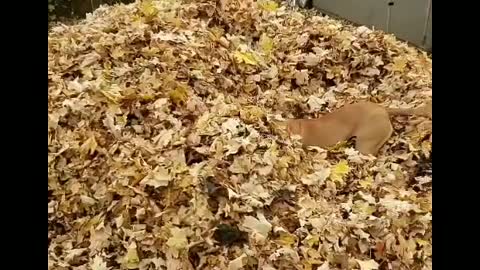 Fun in leaves (leaf pile addict)