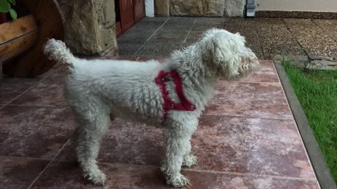 Curly and cute dog barks at the neighbors