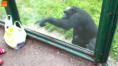 Cheeky Chimp Has a Look in Zoo Visitor's Bag