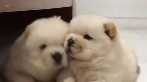 Stroking two small dogs