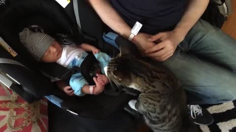 Cat meets babies Funny Compilation
