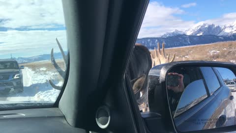 Magical Moment with a Couple of Moose