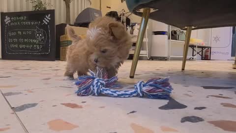 A dog breed with a little baby puppy named Maltese and a poodle is playing.