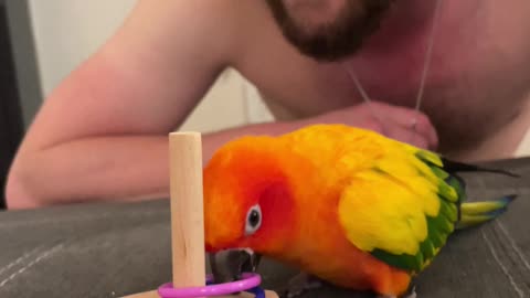 Clever parrot practices his tricks with his dad