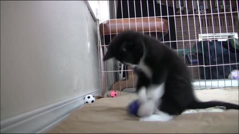 Cute Kitten Playing with a ball