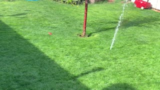 Ava chasing water