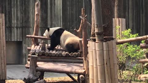 When the panda is itchy where it's out of reach