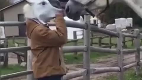 funny video of a surprised horse