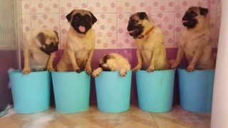 Pugs in Pails