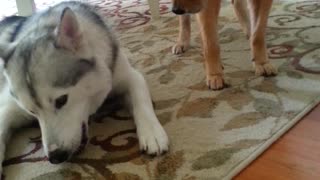 Husky not willing to share