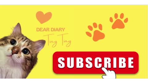 Dear Diary TingTing | Cat Story