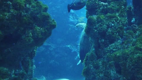 Giant sea turtle in an aquarium