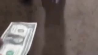 Black puppy takes money away and walks away