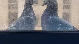 Beautiful pigeons making heart