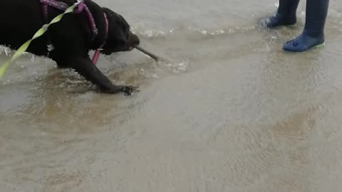 Chocolate lab and the beach monster