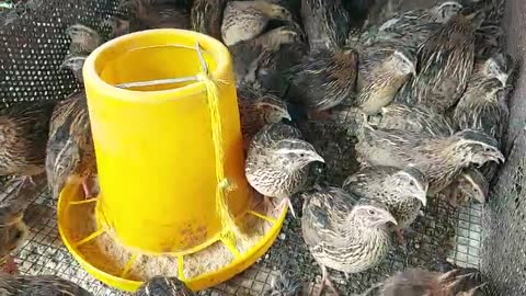 The quail waits for food