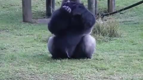Gorilla at zoo uses sign language to tell he cant be fed by visitors