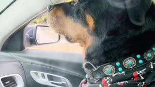 Rottweiler car ride